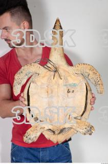 Turtle body photo reference 0022